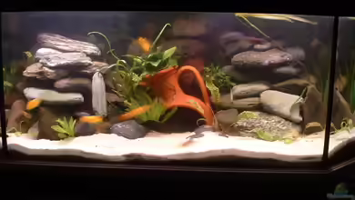 Becken 1332 von Michael Spengler