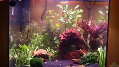 Becken 13324 von Pinguin