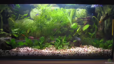 Becken 1334 von Vilma Remmert-Fontes