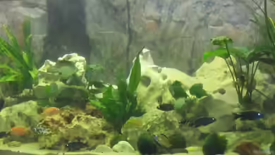 Becken 13353 von Günter Bosbach