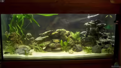 Becken 1337 von Monika Thiele