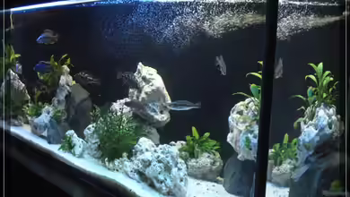 Becken 13433 von Malawifan0412