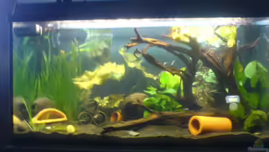 Becken 13443 von Ady