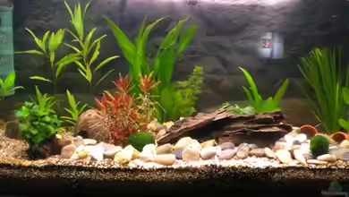 Becken 13449 von Königscobra