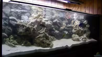 Becken 13514 von Martin Dirren