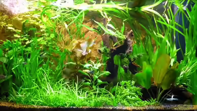 Becken 13540 von Sabrina & Dirk Bergmann