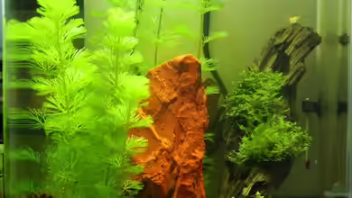 Becken 13567 von Thorsten