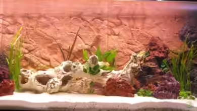 Becken 13586 von Günni