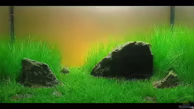 Becken 13594 von niva