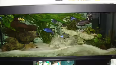 Becken 136 von Thomas Gruber