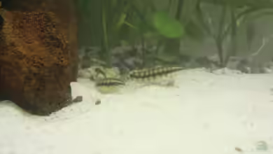 Becken 13625 von Christopher Pyhel