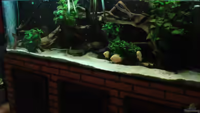 Becken 13669 von Seifert Daniel