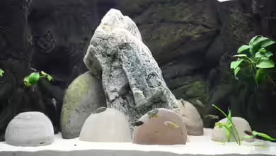 Becken 13687 von Manuel König