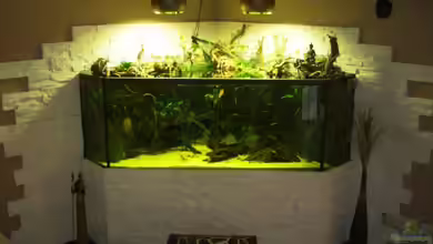 Becken 13693 von Erich Beer