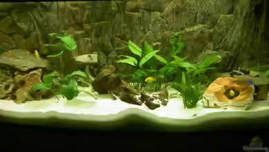 Becken 1370 von Evelyn Kowarsch