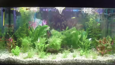 Becken 13761 von Viva los tioz