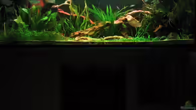 Becken 1377 von Michael Gerhardt