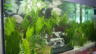 Becken 13773 von hansa61