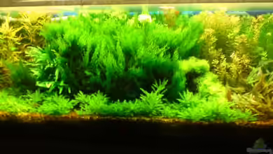 Becken 13777 von Katzenmutti