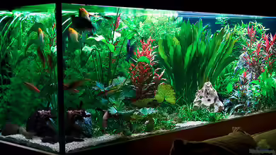 Becken 1381 von Daniel Nimmervoll