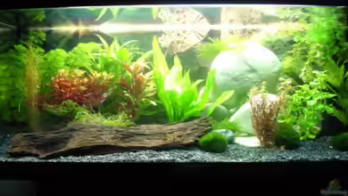 Becken 13821 von Mr. Meier