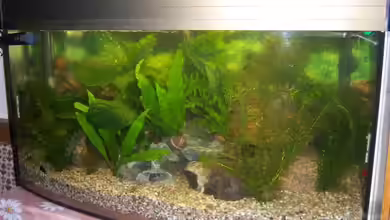 Becken 13823 von hansa61