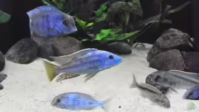 Becken 13826 von Dominik Steigewald