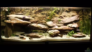 Becken 13859 von Marcus Panhuis