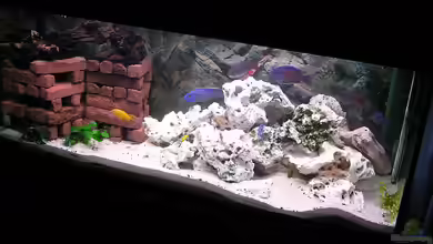 Becken 1409 von mbuna-guwo