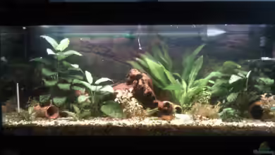 Becken 14128 von mikael38