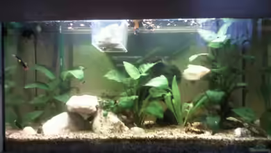 Becken 14161 von mikael38