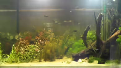 Becken 14171 von MD-Rose