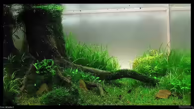 Becken 14194 von niva