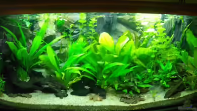 Becken 14217 von Cristian R. Mendez