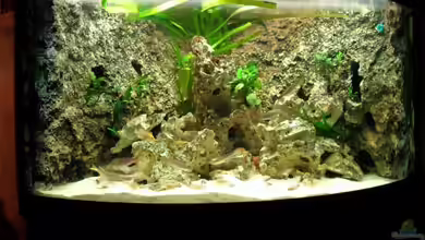 Becken 14238 von tauchteddy