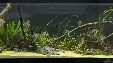 Becken 14239 von Oliver Bartels