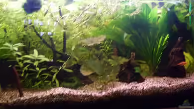 Becken 14287 von lichterschein