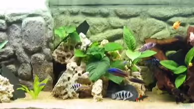 Becken 143 von Andrea Dukai