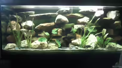 Becken 14300 von mikael38