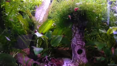 Becken 14319 von Bunter Fisch