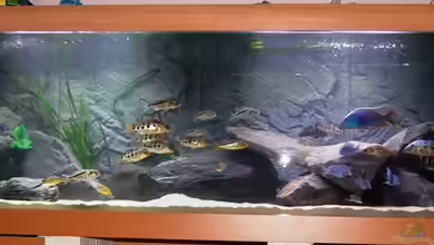 Becken 14326 von Meerjungfraumann