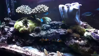 Becken 14360 von tigger69