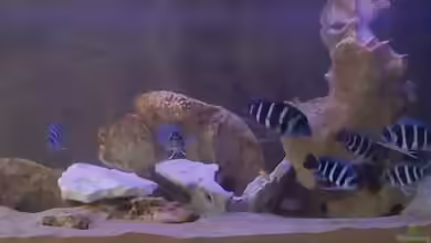 Becken 1444 von Oliver Hoß