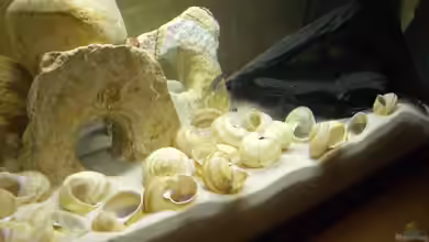 Becken 1446 von Eric Sautner