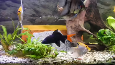 Becken 14483 von Feenstaub