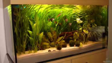 Becken 1454 von Hendrik