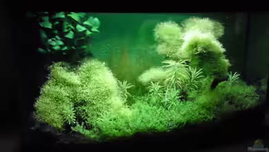 Becken 14582 von Patric