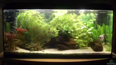 Becken 14680 von sambista