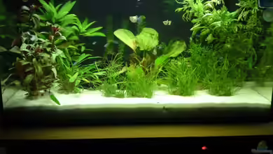 Becken 14701 von Rebel