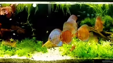 Becken 14709 von naitsabeS